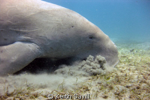Watching a Dugong eating sea grass is an amazing sight. C... by Keith Savill 